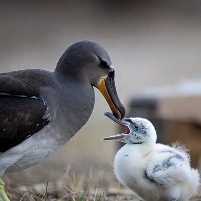Bird feeding its chick at the nest