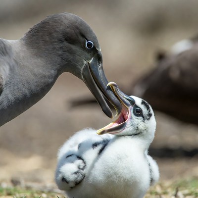 Mother bird feeding chick near nest