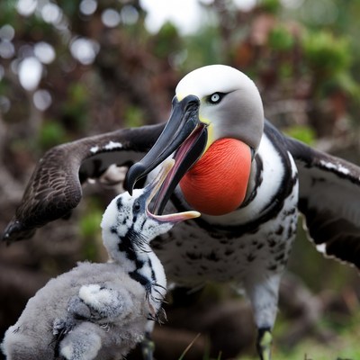 Parent bird feeding chick