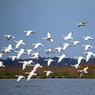 Flock of birds in flight over water
