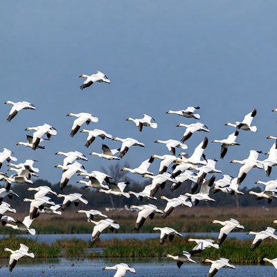 Snow geese fly over wetland area