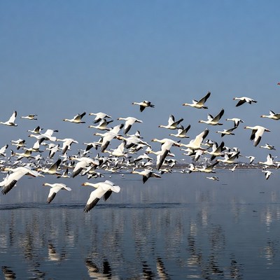 Snow geese flying over water
