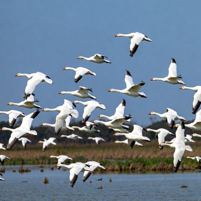 Snow geese flying over wetland area