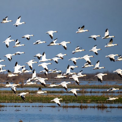 Snow geese flying over wetlands