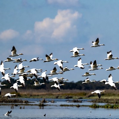 Snow geese flying over wetland