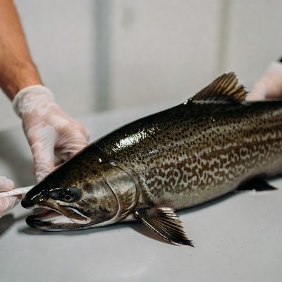 Preparing fish for cooking in kitchen