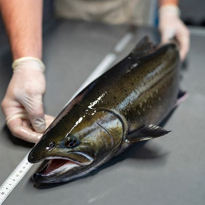 Measuring a fresh salmon fish