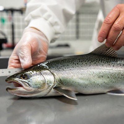 Measuring fish in the lab