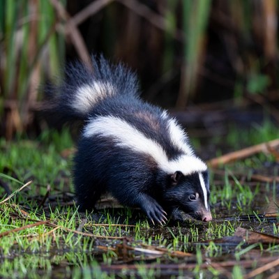 Striped skunk foraging in wetland