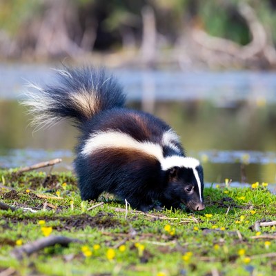 Skunk foraging near water