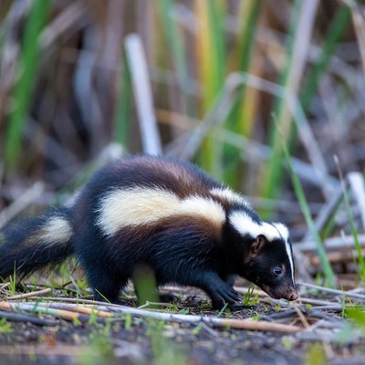 Striped skunk walking in the grass