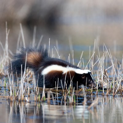 Skunk exploring wetland vegetation