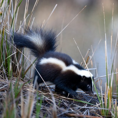Skunk exploring grassy area