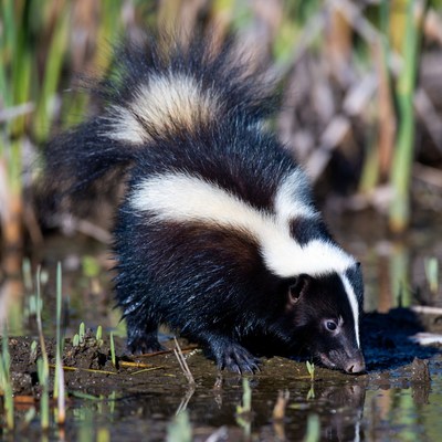 Skunk explores wetland area
