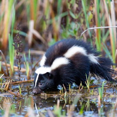 Striped skunk foraging near water