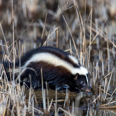 Spotted skunk explores marshland habitat