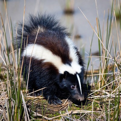 Skunk foraging near wetland