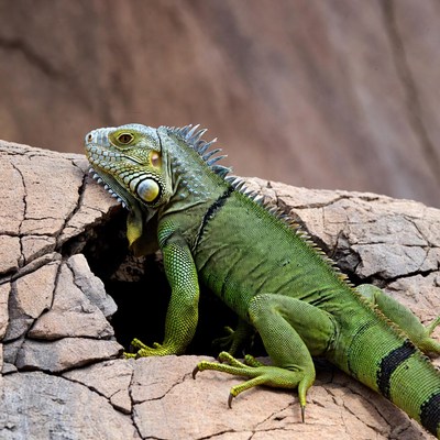 Iguana on rock surface in sunlight
