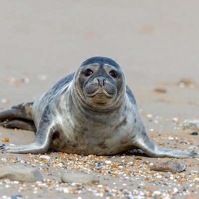Seal resting on beach during daytime