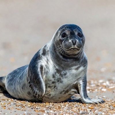 Seal resting on sandy beach during daytime