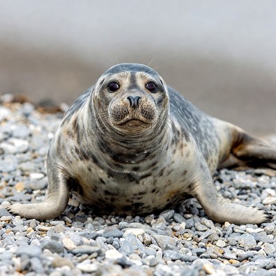 Seal resting on rocky shore in daytime