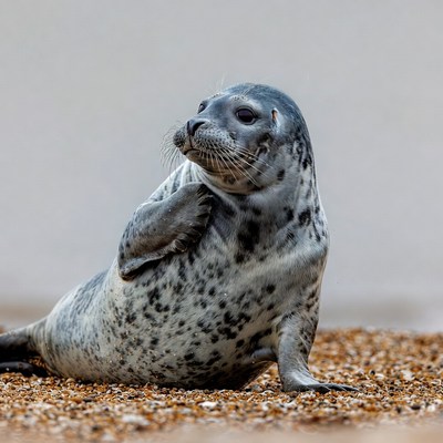 Seal resting on the beach at low tide