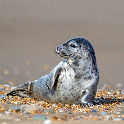 Seal resting on sandy beach