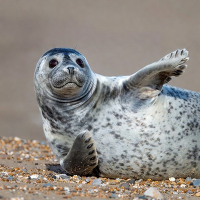 Seal on sandy beach enjoying sunlight