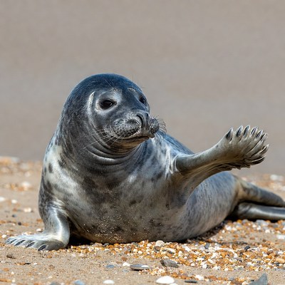 Seal resting on sandy beach