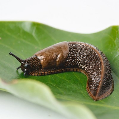 Large slug on green leaf