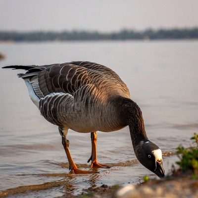 Bird walking by the water's edge