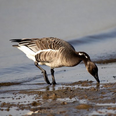 Bird feeding near water
