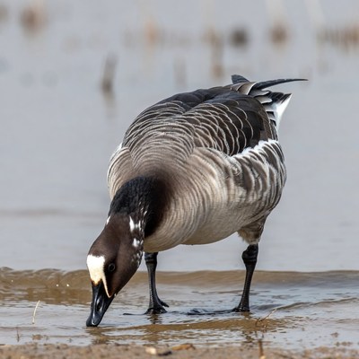 Bird searching for food by water