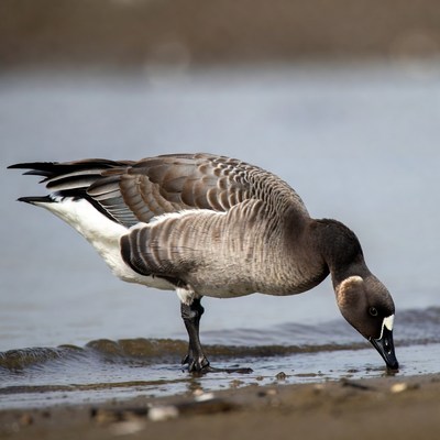 Duck foraging at the water's edge