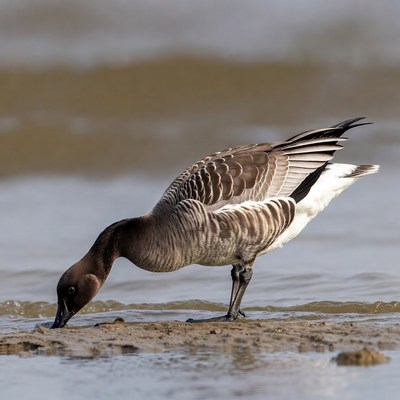 Bird foraging near water's edge