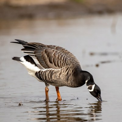 Bird foraging in shallow water