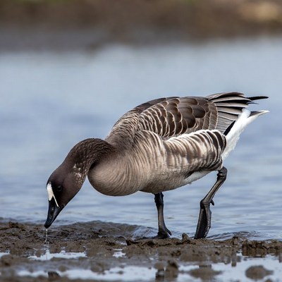 Bird feeding near water