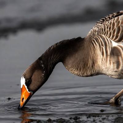 Goose foraging by the water