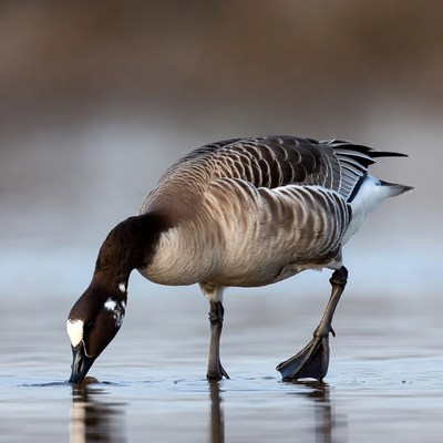 Duck feeds in shallow water