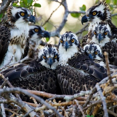 Young ospreys gather in nest
