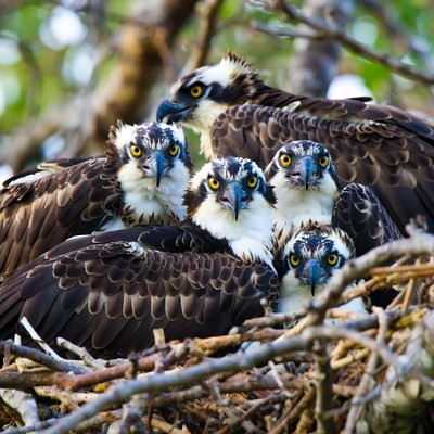 Ospreys gather in large nest