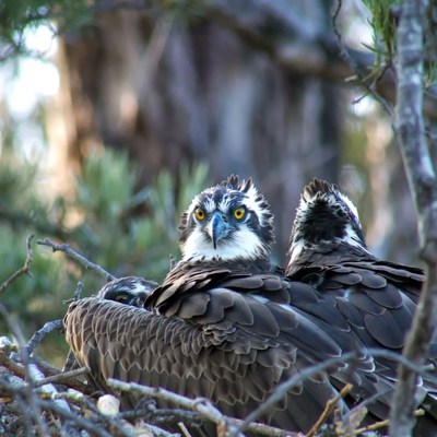 Ospreys nesting in a tree