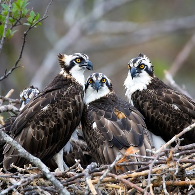 Ospreys gather in their nest