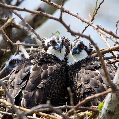 Ospreys resting in their nest