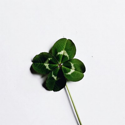 Four leaf clover on white background