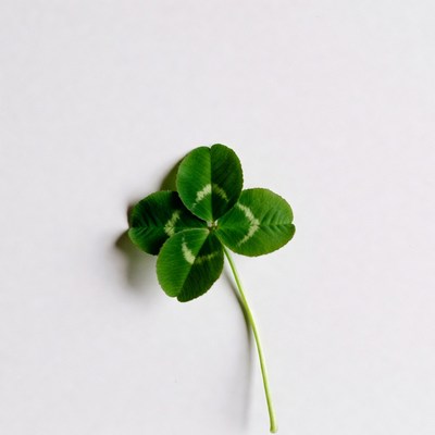 Four-leaf clover on plain background