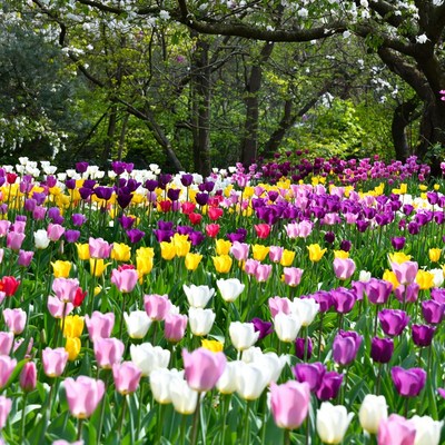 Colorful tulip field in springtime