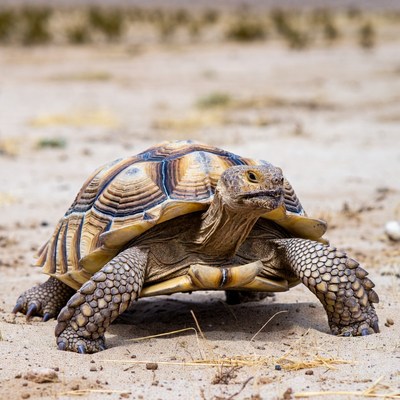 Tortoise walking on sandy ground