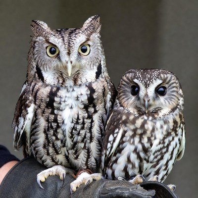 Owl encounter on a hand