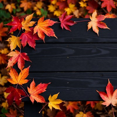 Colorful autumn leaves on wood